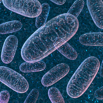 Food4Soul: Optimize Your Mitochondria