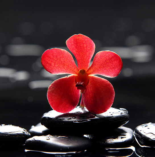 Wellness: 4 Easy Steps to Manage Stress